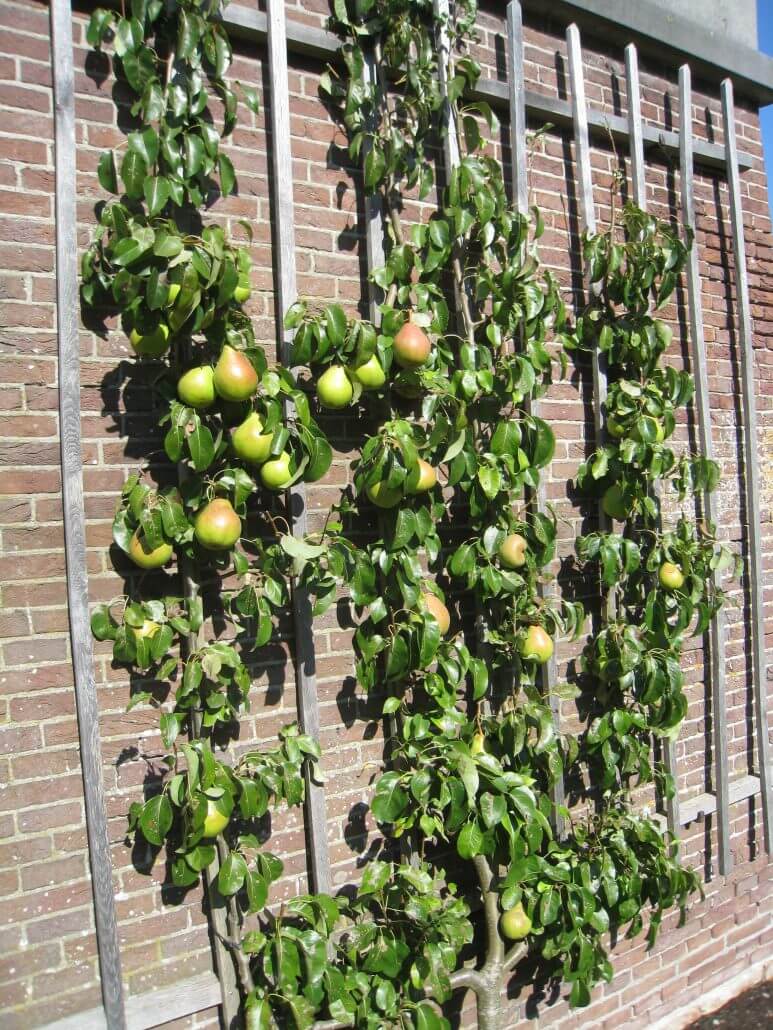 Sterkenburgleifruittegendemuur Kasteel Sterkenburg