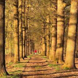 Wandelen op het landgoed Sterkenburg