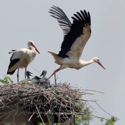 Ooievaars op het nest naast het kasteel