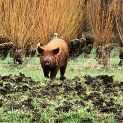 Varken in de weide van Sandenburg